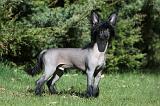 CHIEN NU CHINOIS 050